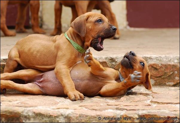 I-litter - 41 days old