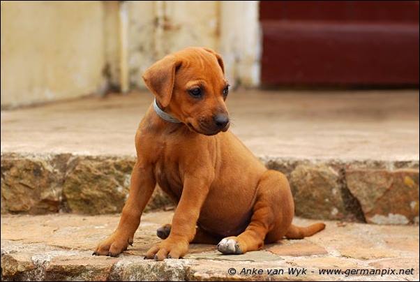 I-litter - 41 days old