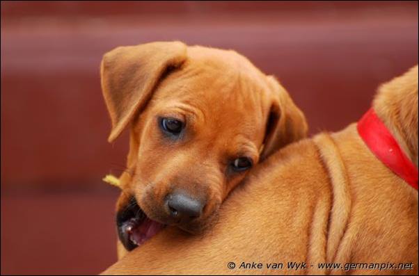 I-litter - 41 days old