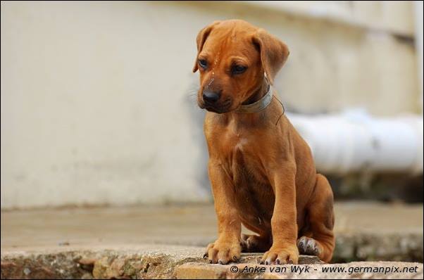 I-litter - 41 days old