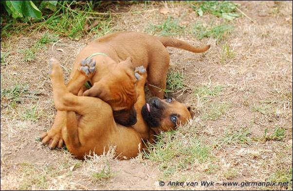 I-litter - 41 days old