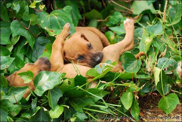 I-litter - 41 days old