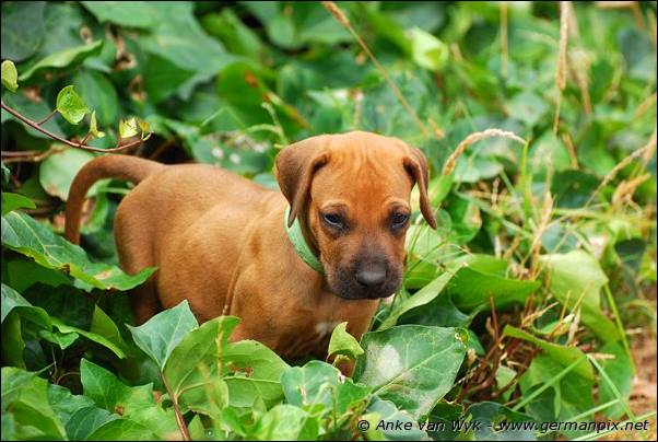 I-litter - 41 days old