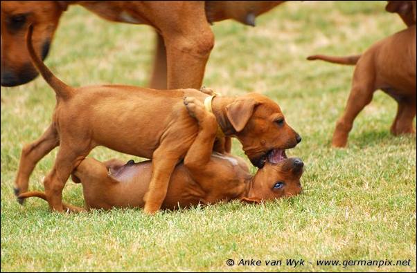 I-litter - 41 days old