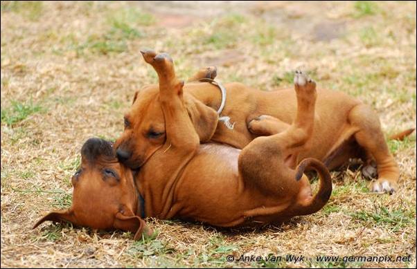 I-litter - 41 days old