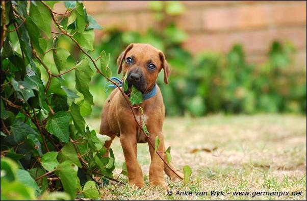 I-litter - 41 days old