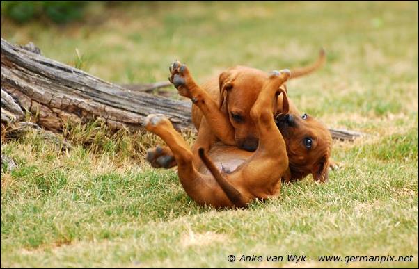 I-litter - 41 days old