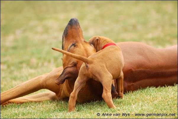 I-litter - 41 days old