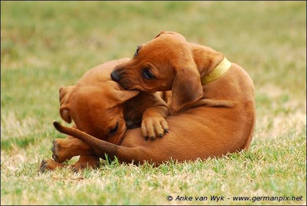 I-litter - 41 days old