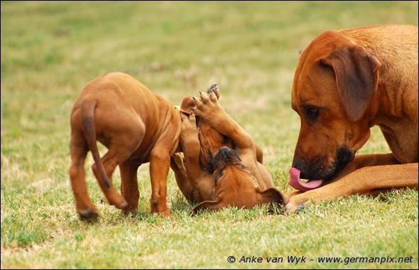 I-litter - 41 days old