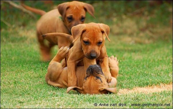 I-litter - 41 days old