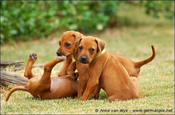 I-litter - 41 days old