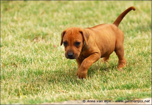 I-litter - 41 days old