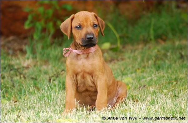 I-litter - 41 days old