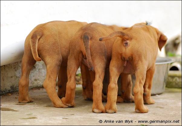 I-litter - 41 days old