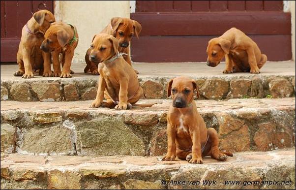 I-litter - 41 days old