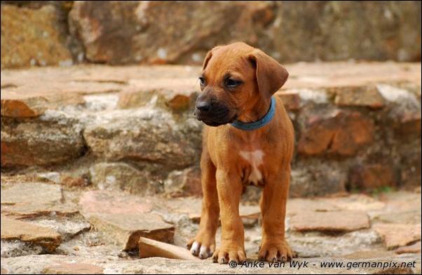 I-litter - 41 days old