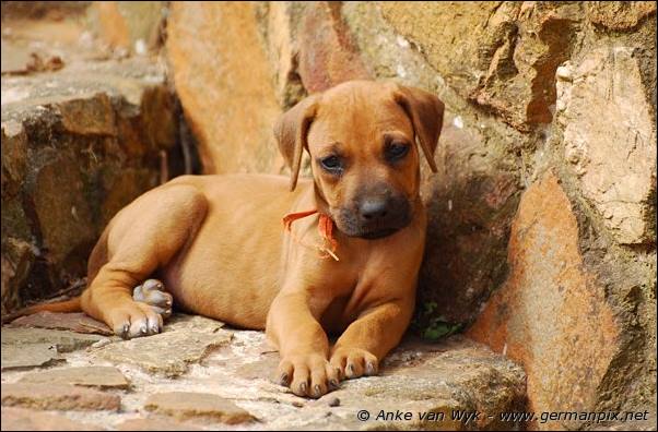 I-litter - 41 days old