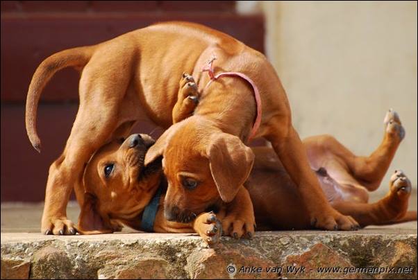 I-litter - 41 days old