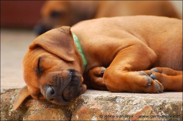 I-litter - 46 days old