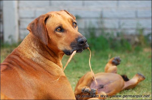 I-litter - 58 days old