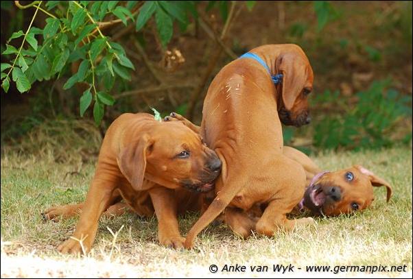 I-litter - 58 days old