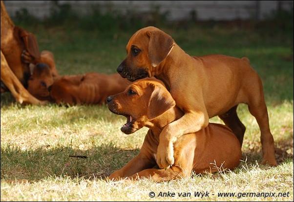 I-litter - 58 days old