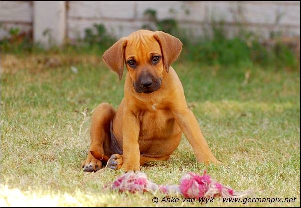 I-litter - 58 days old