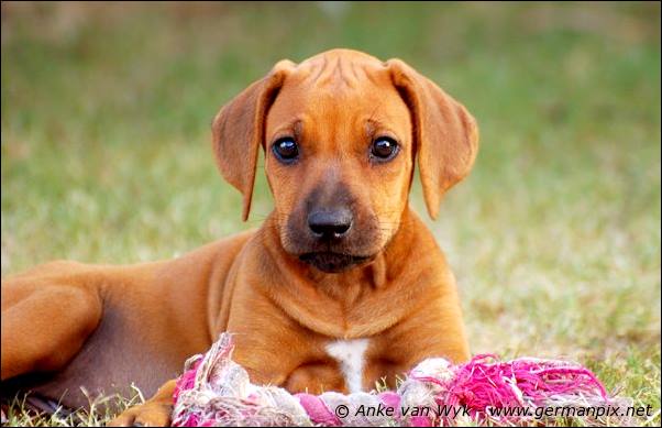 I-litter - 58 days old