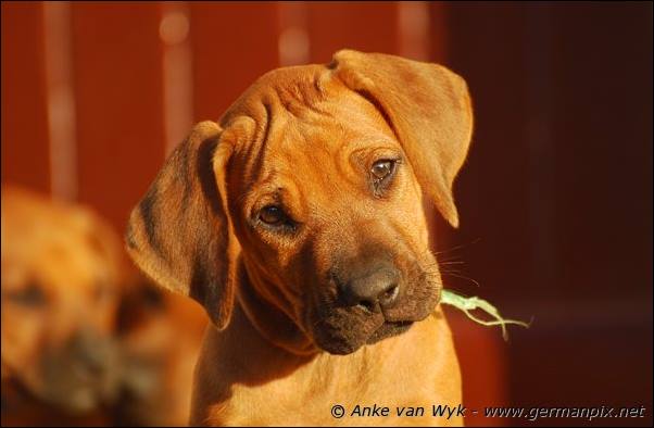 I-litter - 58 days old