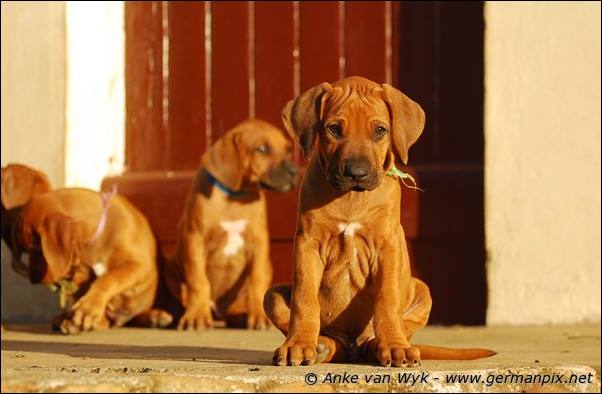 I-litter - 58 days old