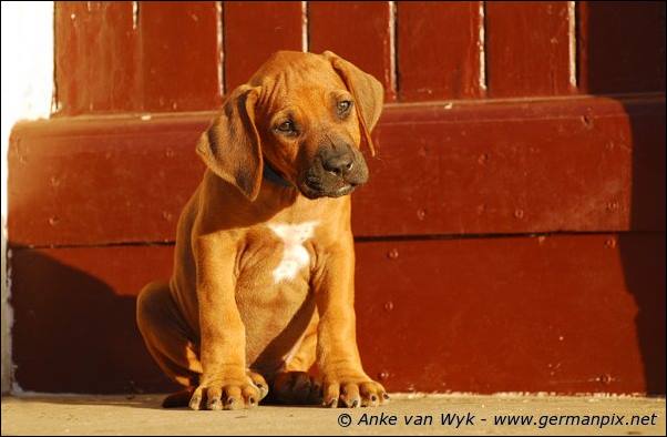 I-litter - 58 days old