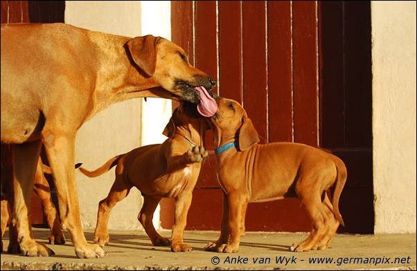 I-litter - 58 days old