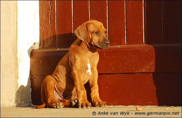 I-litter - 58 days old