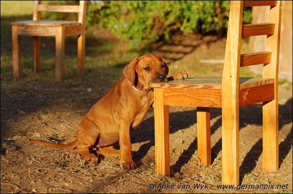 I-litter - 58 days old