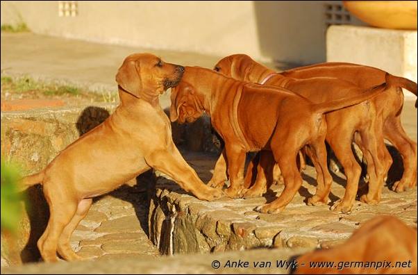 I-litter - 58 days old