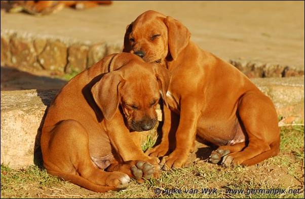 I-litter - 58 days old