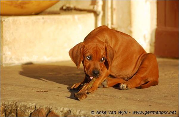 I-litter - 58 days old