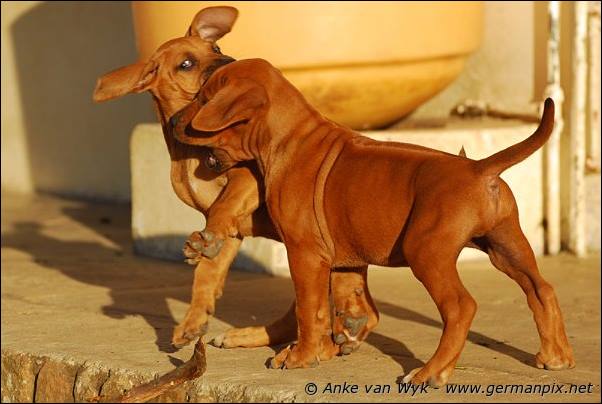 I-litter - 58 days old