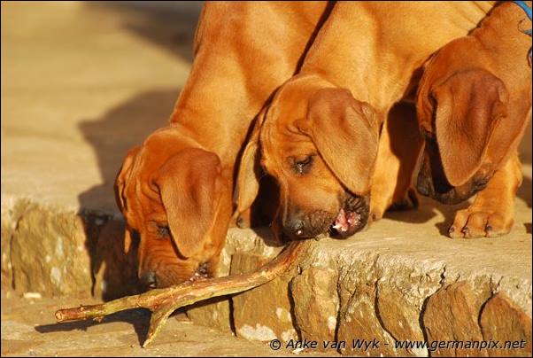 I-litter - 58 days old