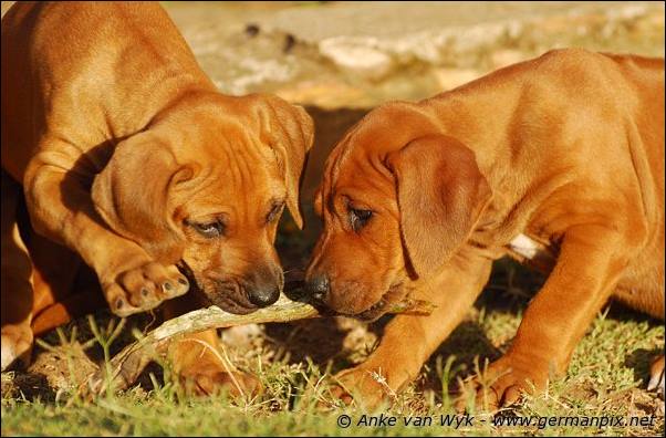 I-litter - 58 days old