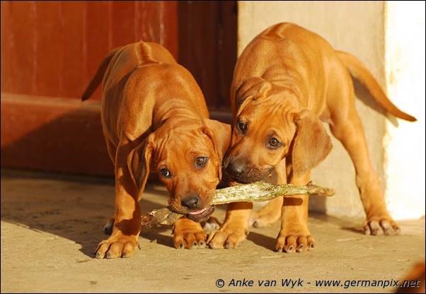 I-litter - 58 days old