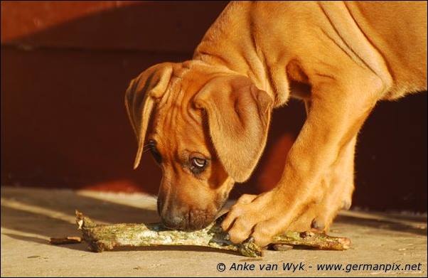 I-litter - 58 days old