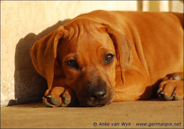 I-litter - 58 days old