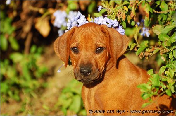 I-litter - 58 days old