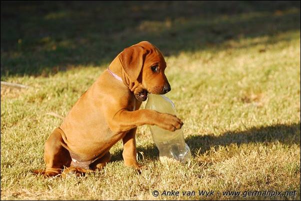 I-litter - 58 days old