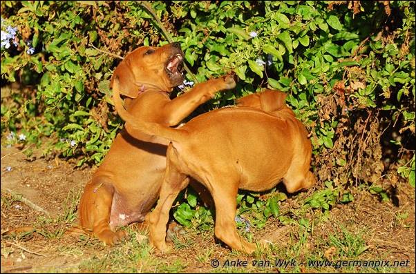 I-litter - 58 days old