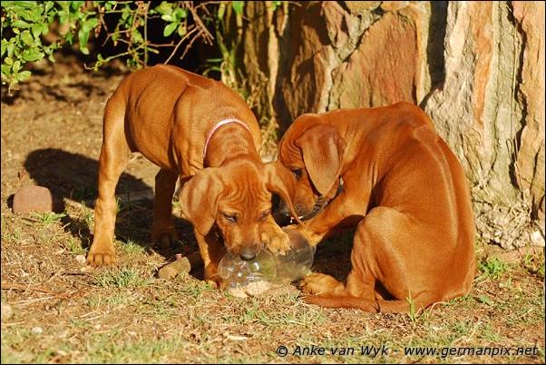 I-litter - 58 days old