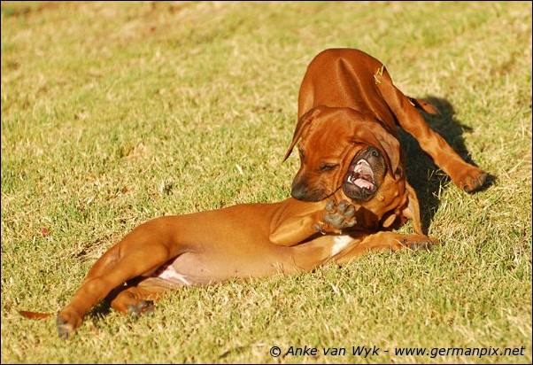 I-litter - 58 days old