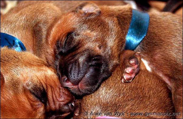 I-litter - 5 days old